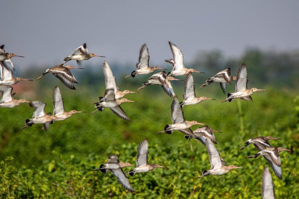 chim di cư vườn qg xuân thủy