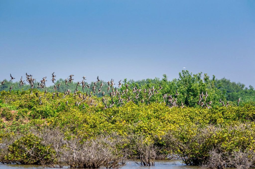 chim di cư tại vườn qg xuân thủy