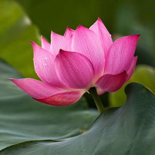 Hoa Sen