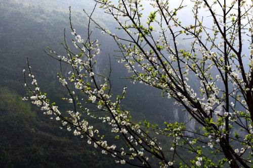 Hoa Mận Hà Giang
