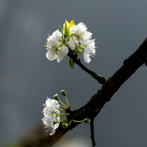 Hoa Mận Hà Giang
