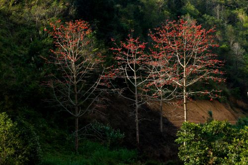 Hoa Gạo Hà Giang