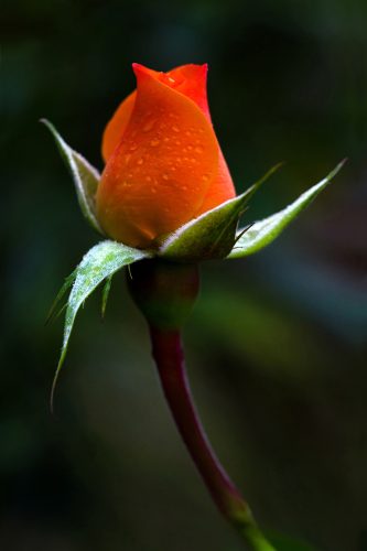 Hoa Hồng