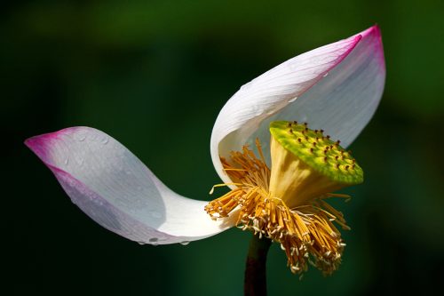 Sen Tàn