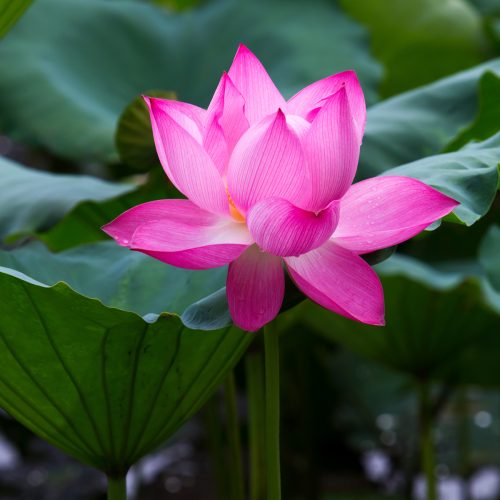 Hoa Sen