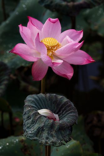 Sen Tàn