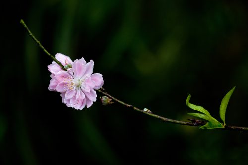 Hoa Đào