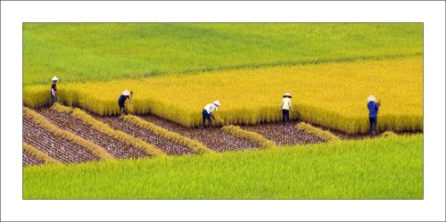 Thu hoạch lúa tại Xuân Trường, Nam Định