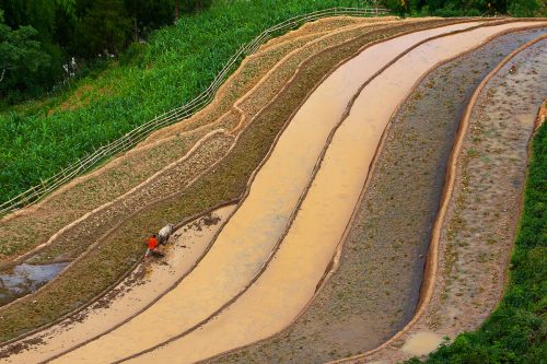 Ruộng bậc thang Mù Cang Chải mùa nước đổ