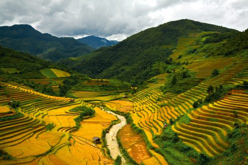 Ruộng bậc thang Mù Cang Chải mua lúa chín