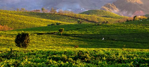 Đồi chè Mộc Châu