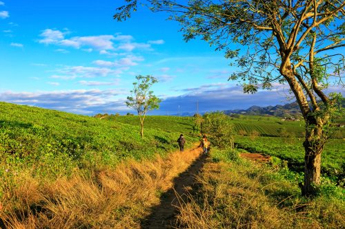 Đồi chè Mộc Châu