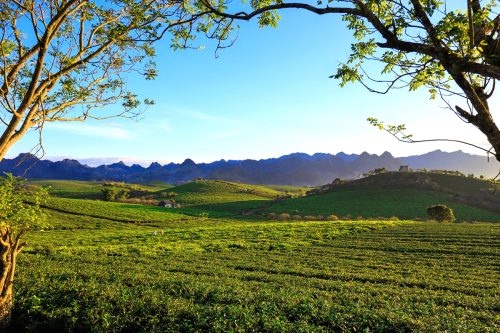 Đồi chè Mộc Châu