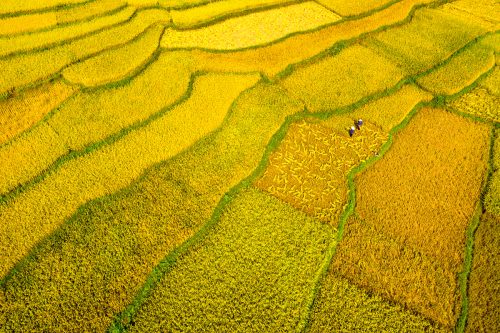 Mùa lúa chín tại Pù Luông