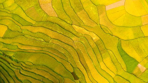 Mùa lúa chín tại Pù Luông