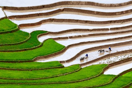 Ruộng bậc thang Cao Phạ mùa nước đổ
