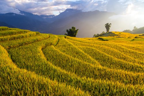 Ruộng bậc thanh Y Tý mùa lúa chín