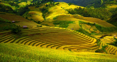 Ruộng bậc thang La Pán Tẩn mùa lúa chín
