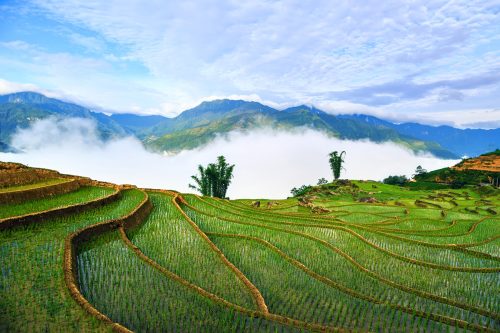 Ruộng bậc thanh Y Tý mùa mạ non