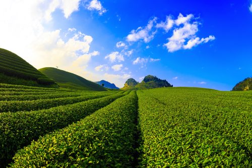 Đồi chè Mộc Châu