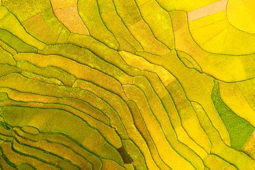 Mùa lúa chí Pù Luông