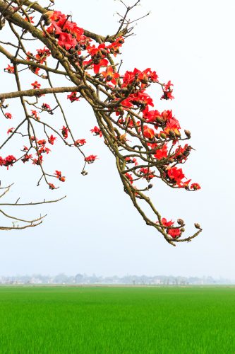 Mùa hoa gạo