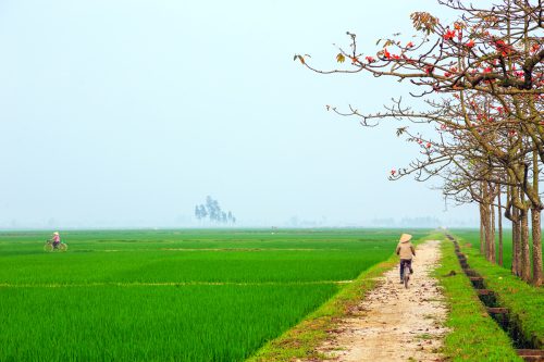 Miền quê Ý Yên - Nam Định