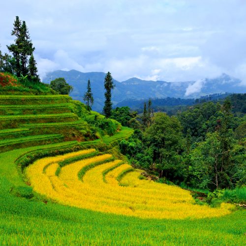 Ruộng bậc thang Hoàng Su Phì mùa lúa chín