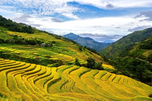 Ruộng bậc thang Hoàng Su Phì mua lúa chín