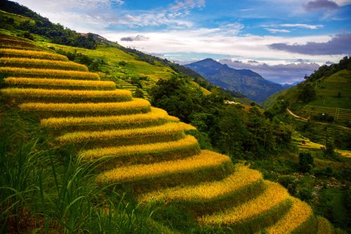 Ruộng bậc thang Hoàng Su Phì mua lúa chín