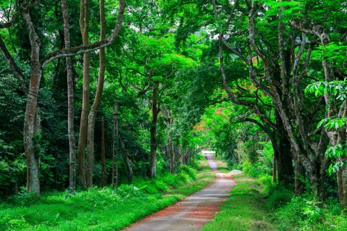 Rừng Cúc Phương - Ninh Bình