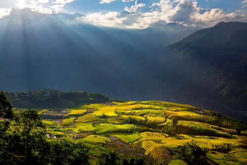 Ruộng bậc thang Ngải Thầu mùa lúa chín