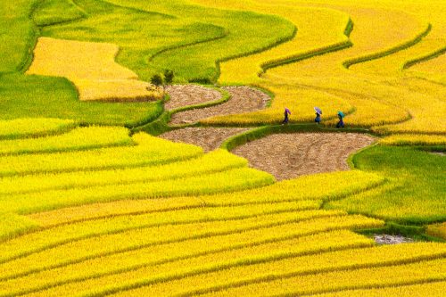 Ruộng bậc thang Cao Phạ - Mù Cang Chải
