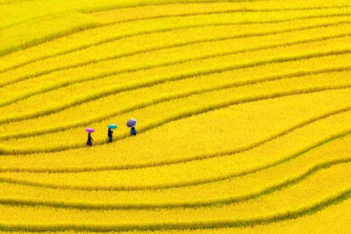 Ruộng bậc thang Cao Phạ - Mù Cang Chải