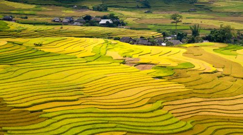 Ruộng bậc thang Cao Phạ - Mù Cang Chải