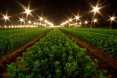 Cánh đồng hoa Phù Long - Nam Định về đêm