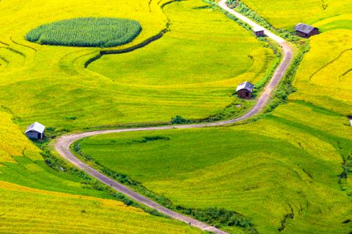 Ruộng bậc thang Khu Chu Lìn mùa lúa chính