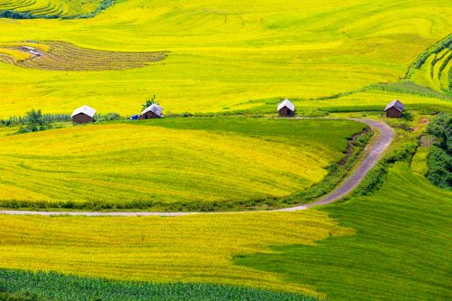 Ruộng bậc thang Khu Chu Lìn mùa lúa chính