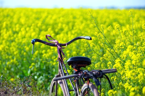 Cánh đồng hoa cải Thái Bình