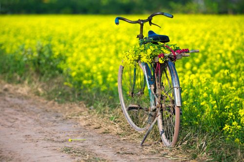 Cánh đồng hoa cải Thái Bình