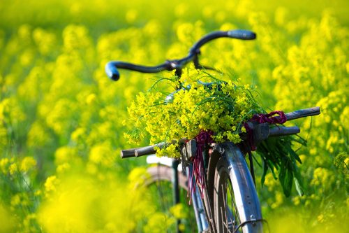 Cánh đồng hoa cải Thái Bình