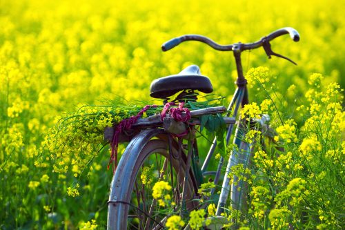 Cánh đồng hoa cải Thái Bình